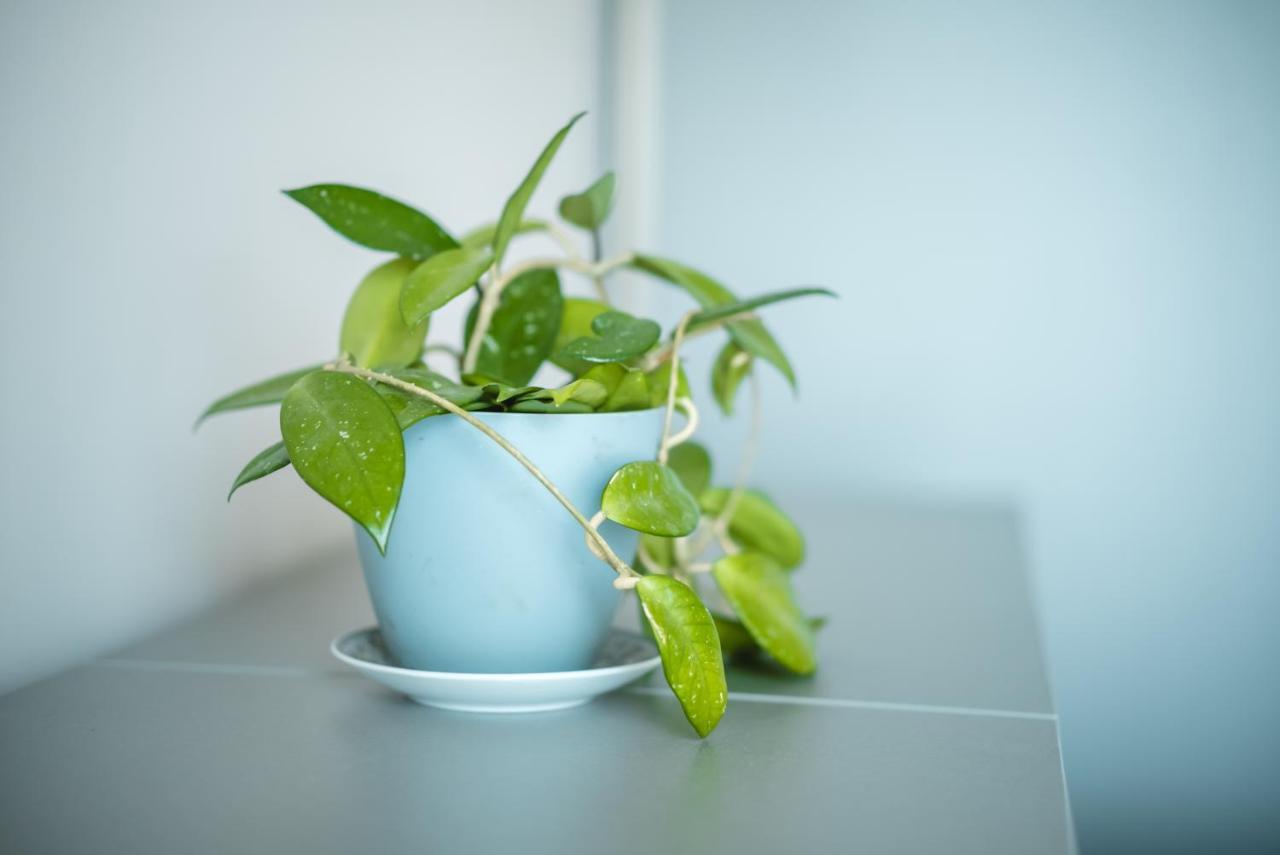 Relax Apartment *